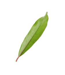 Green leaf of pomegranate plant isolated on white