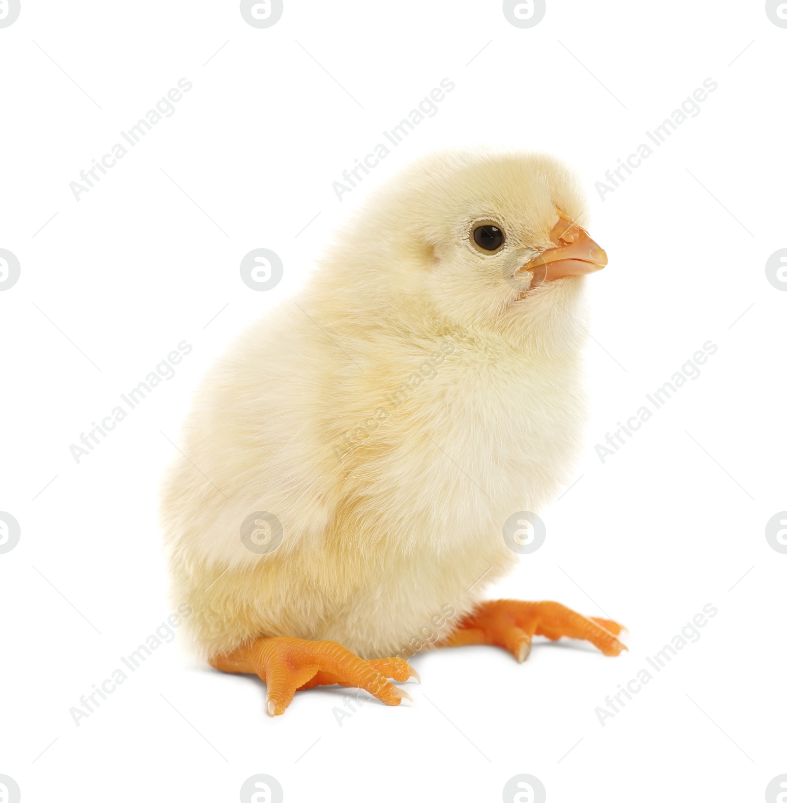 Photo of Cute fluffy baby chicken on white background