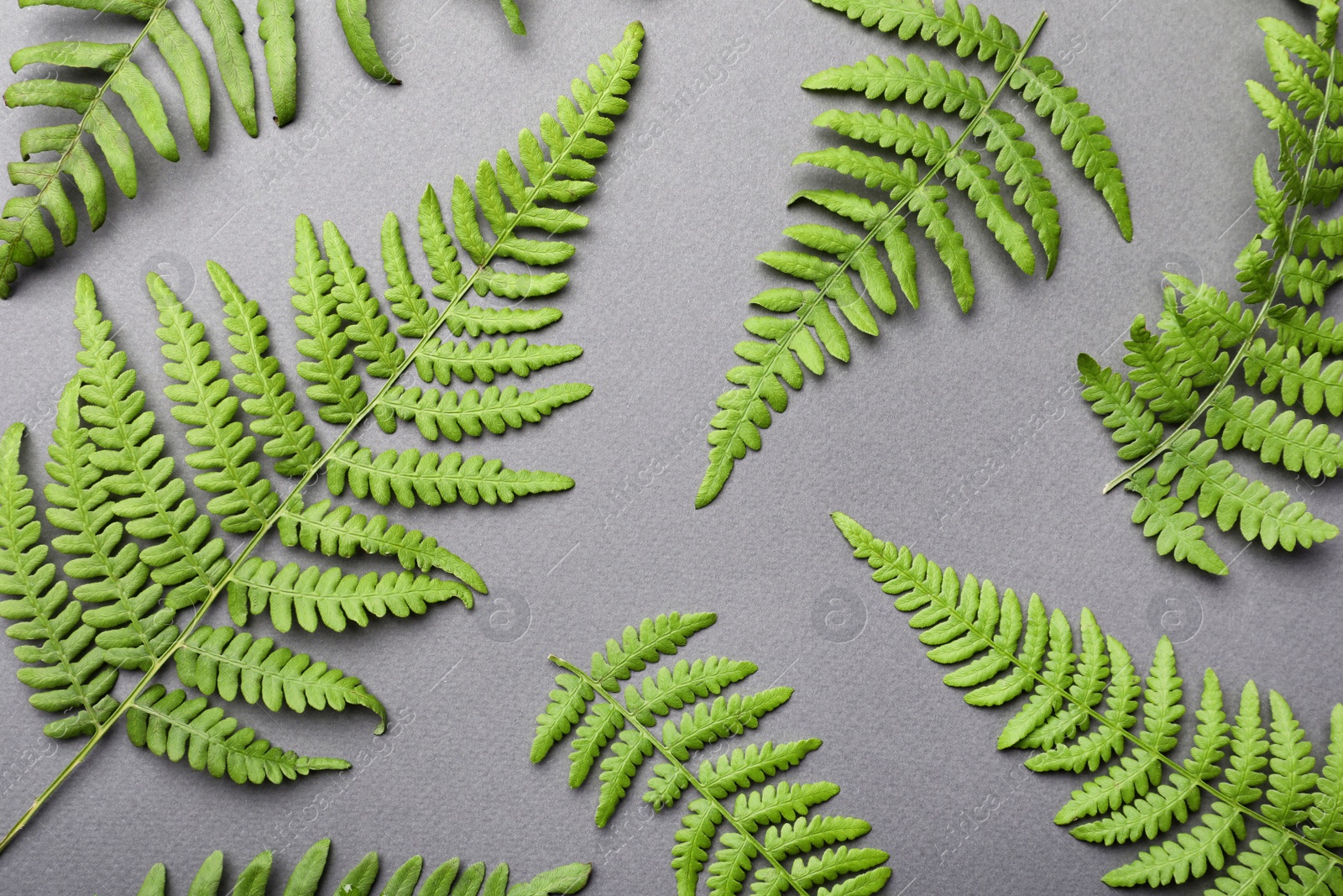 Photo of Beautiful tropical fern leaves on grey background, flat lay