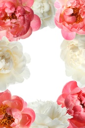 Image of Frame of different beautiful peonies on white background