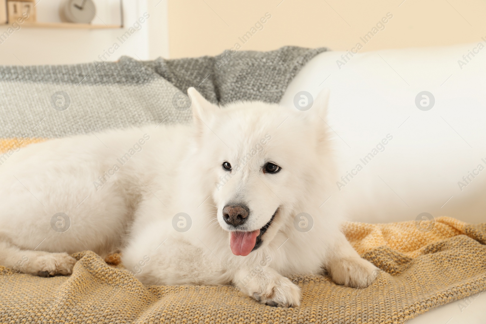 Photo of Adorable Samoyed dog lying on soft blanket. Perfect sleeping place