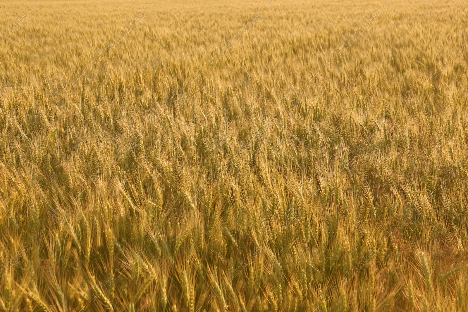 Photo of Beautiful agricultural field with ripening wheat crop