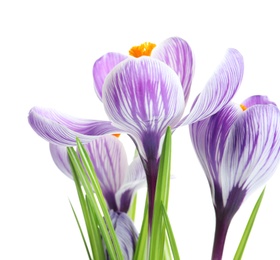 Photo of Beautiful spring crocus flowers on white background