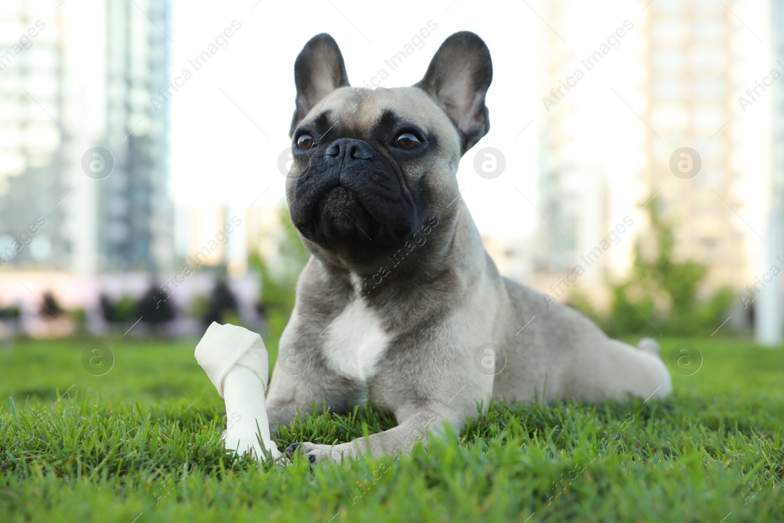 Photo of Cute French bulldog with bone treat on grass outdoors. Lovely pet