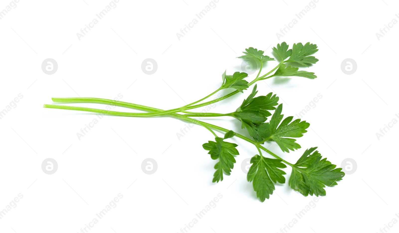 Photo of Leaves of fresh tasty parsley on white background