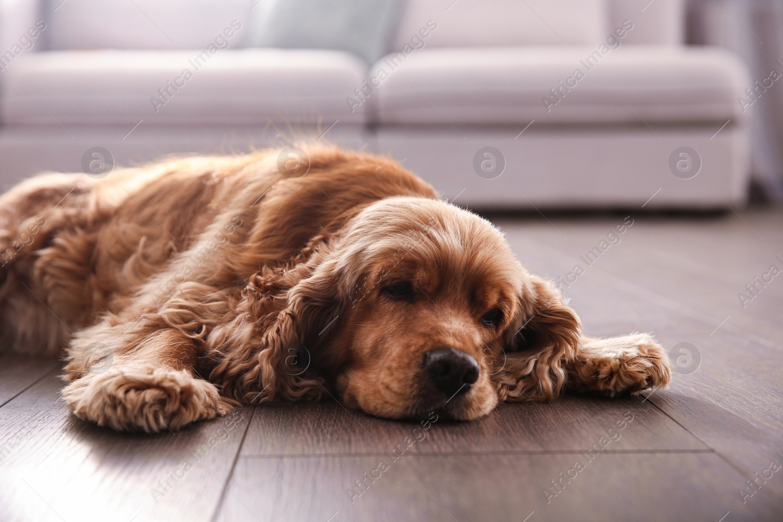 Photo of Cute Cocker Spaniel dog lying on warm floor indoors. Heating system