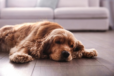 Photo of Cute Cocker Spaniel dog lying on warm floor indoors. Heating system