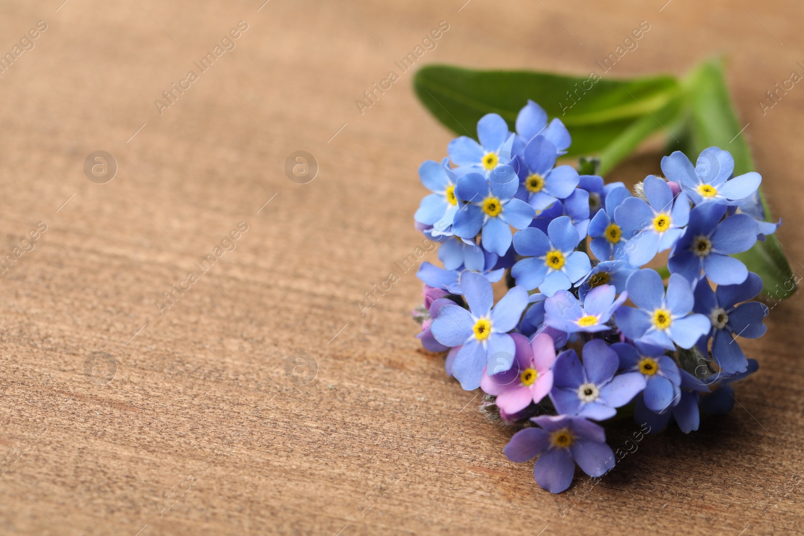 Photo of Beautiful blue Forget-me-not flower on wooden table. Space for text