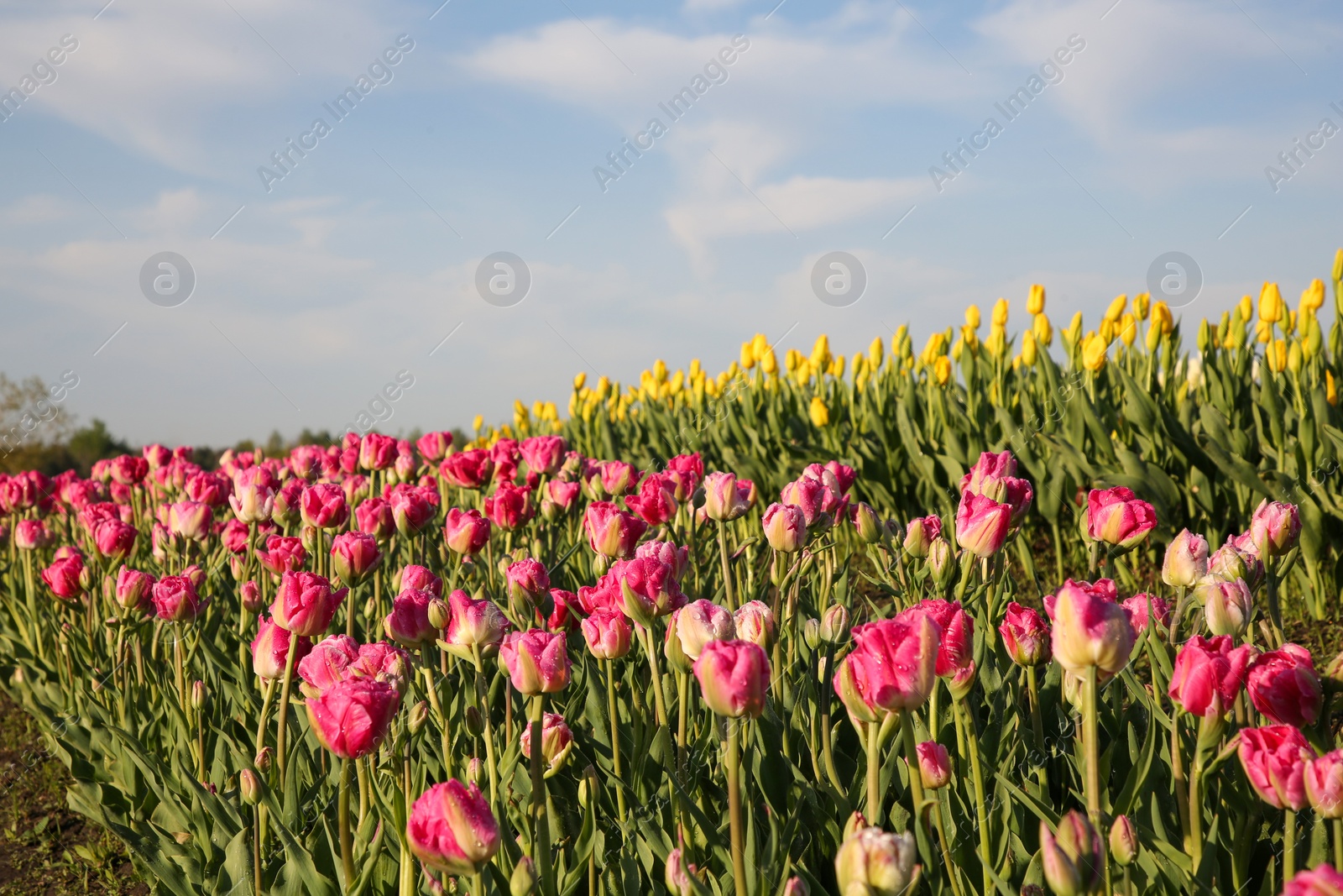 Photo of Beautiful colorful tulip flowers growing in field on sunny day