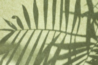 Shadow of houseplant on light green background