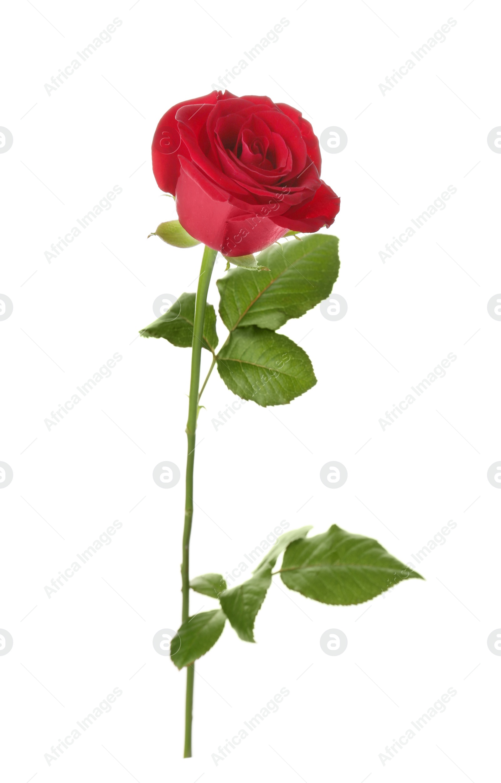Photo of Beautiful red rose on white background. Funeral symbol