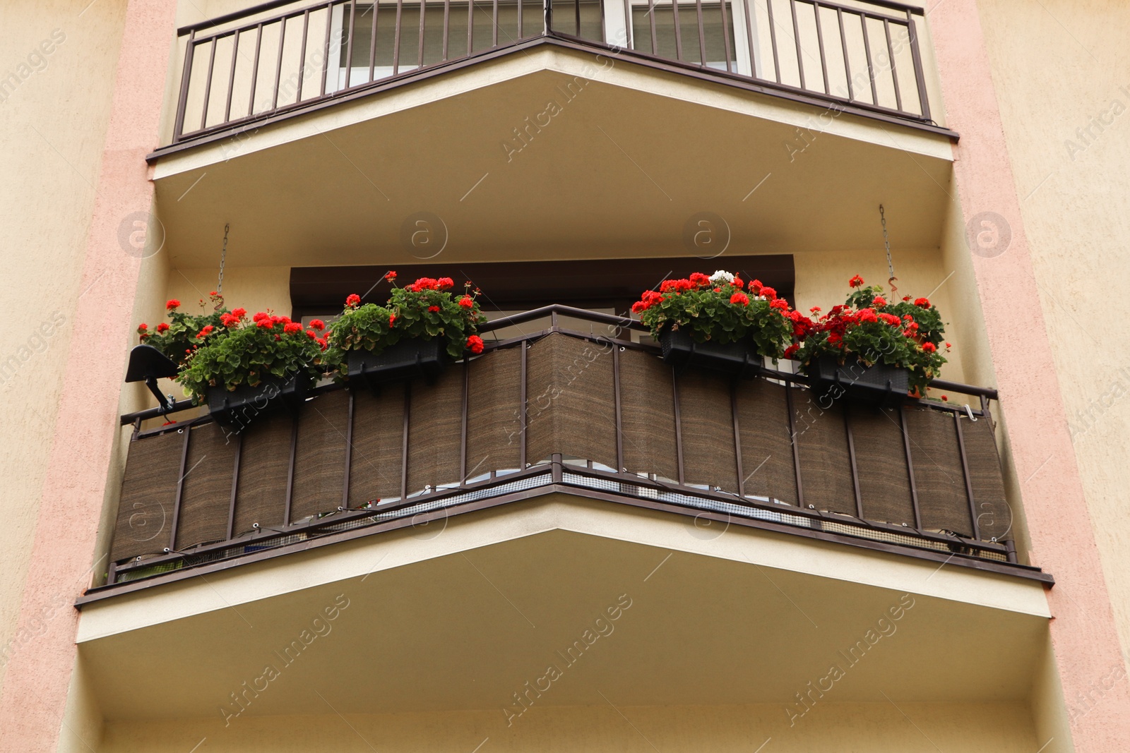 Photo of Balcony decorated with beautiful red flowers, low angle view