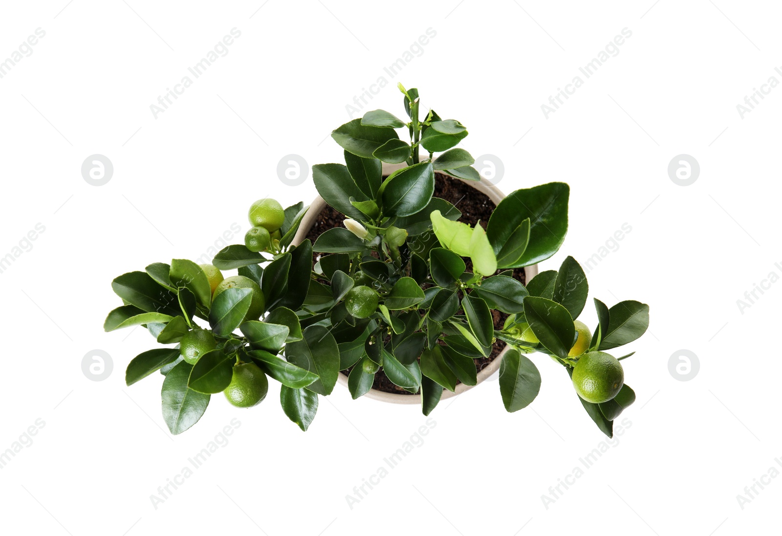 Photo of Pot with Calamondin home plant on white background, top view