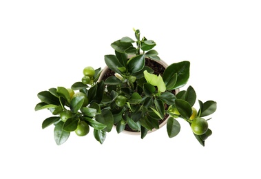 Pot with Calamondin home plant on white background, top view