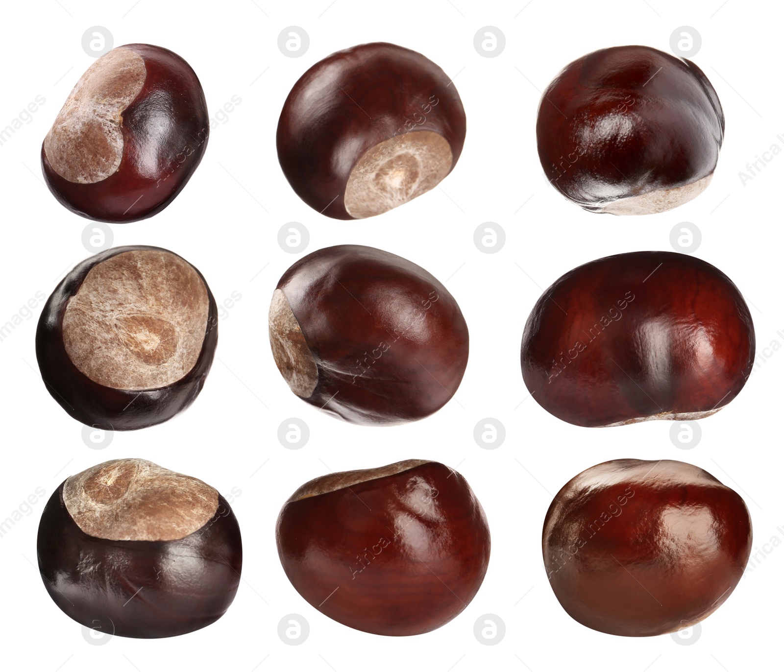 Image of Set of brown horse chestnuts isolated on white