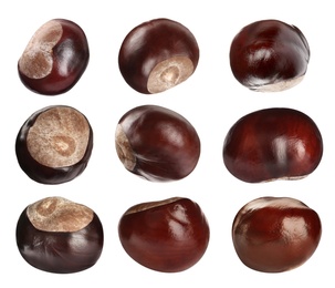 Set of brown horse chestnuts isolated on white