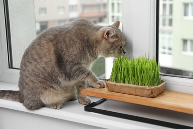 Photo of Cute cat near fresh green grass on windowsill indoors