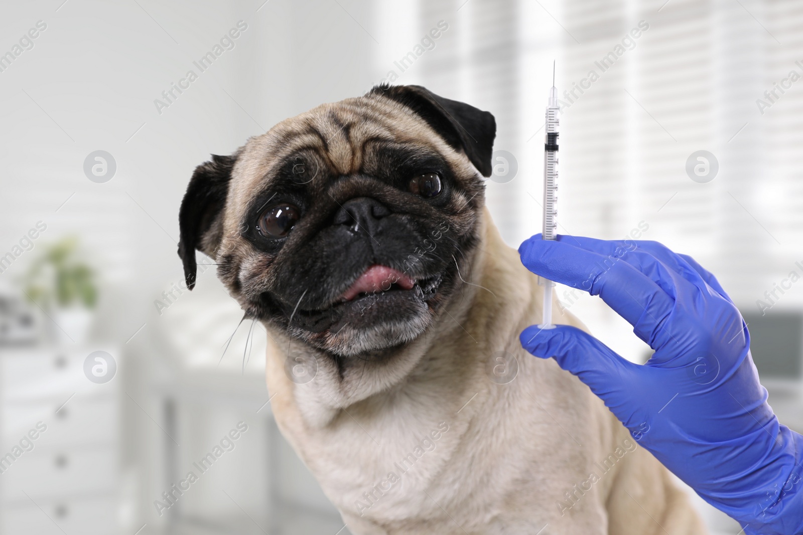 Image of Professional holding syringe with vaccine near cute pug dog in clinic, closeup