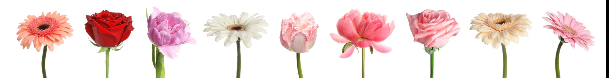 Image of Different beautiful flowers isolated on white, set