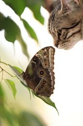 Photo of Beautiful Blue Morpho butterfly and tabby cat, closeup