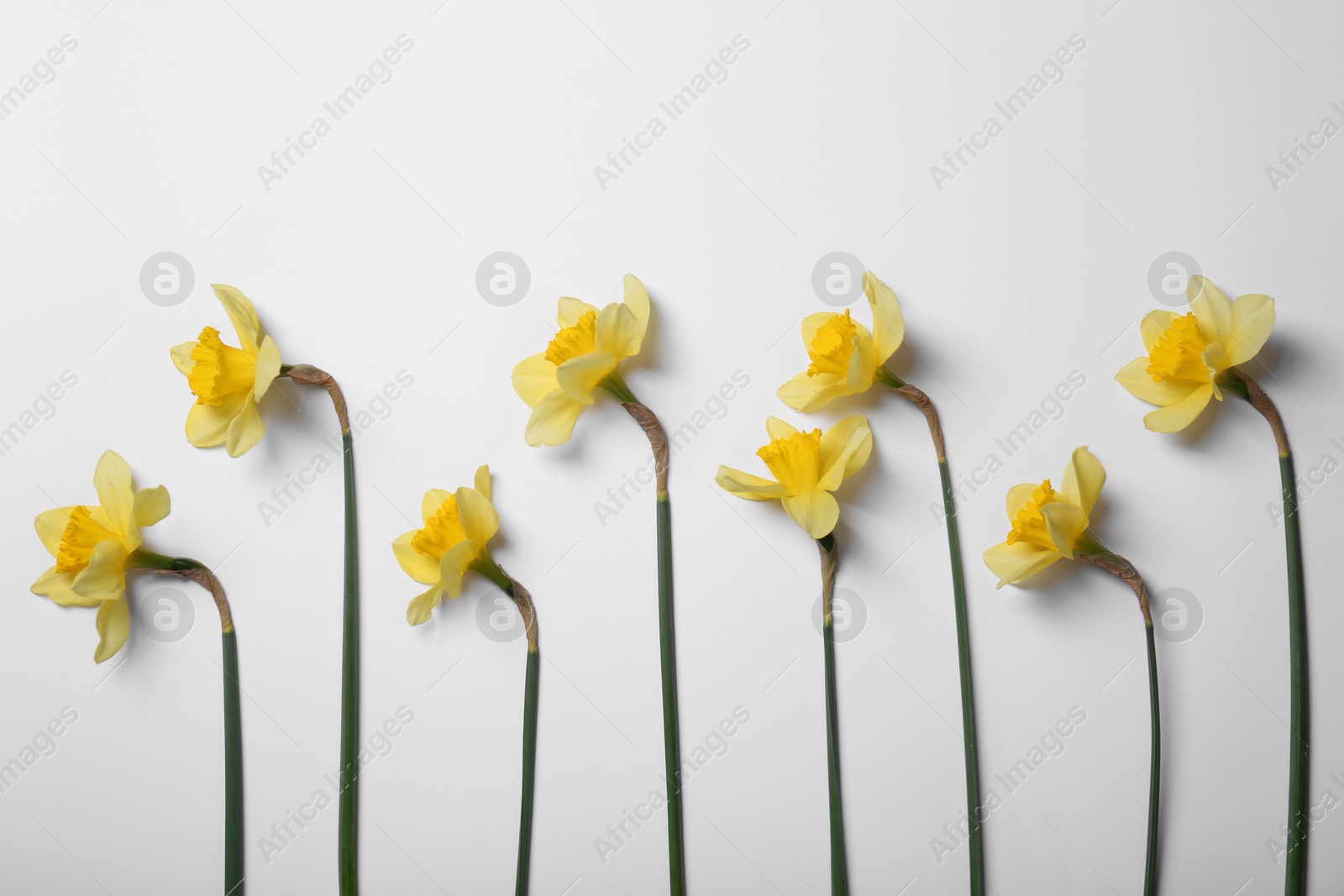 Photo of Beautiful yellow daffodils on white background, flat lay