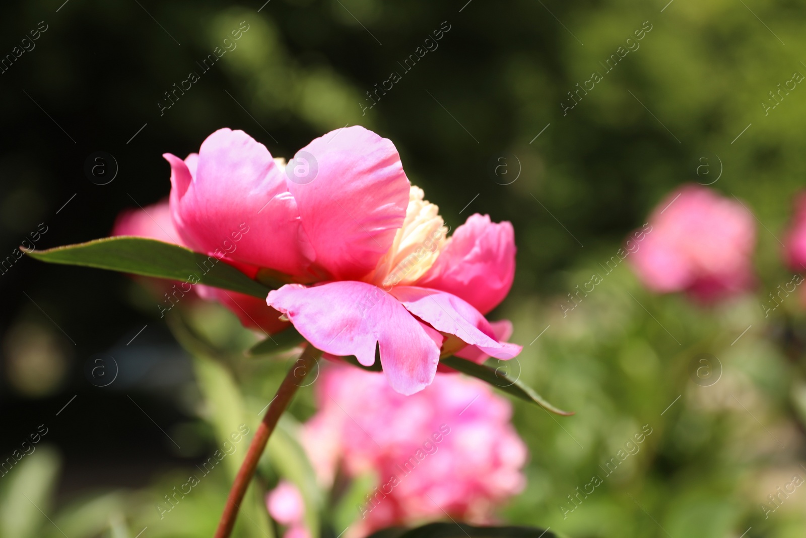 Photo of Closeup view of blooming pink peony bush outdoors