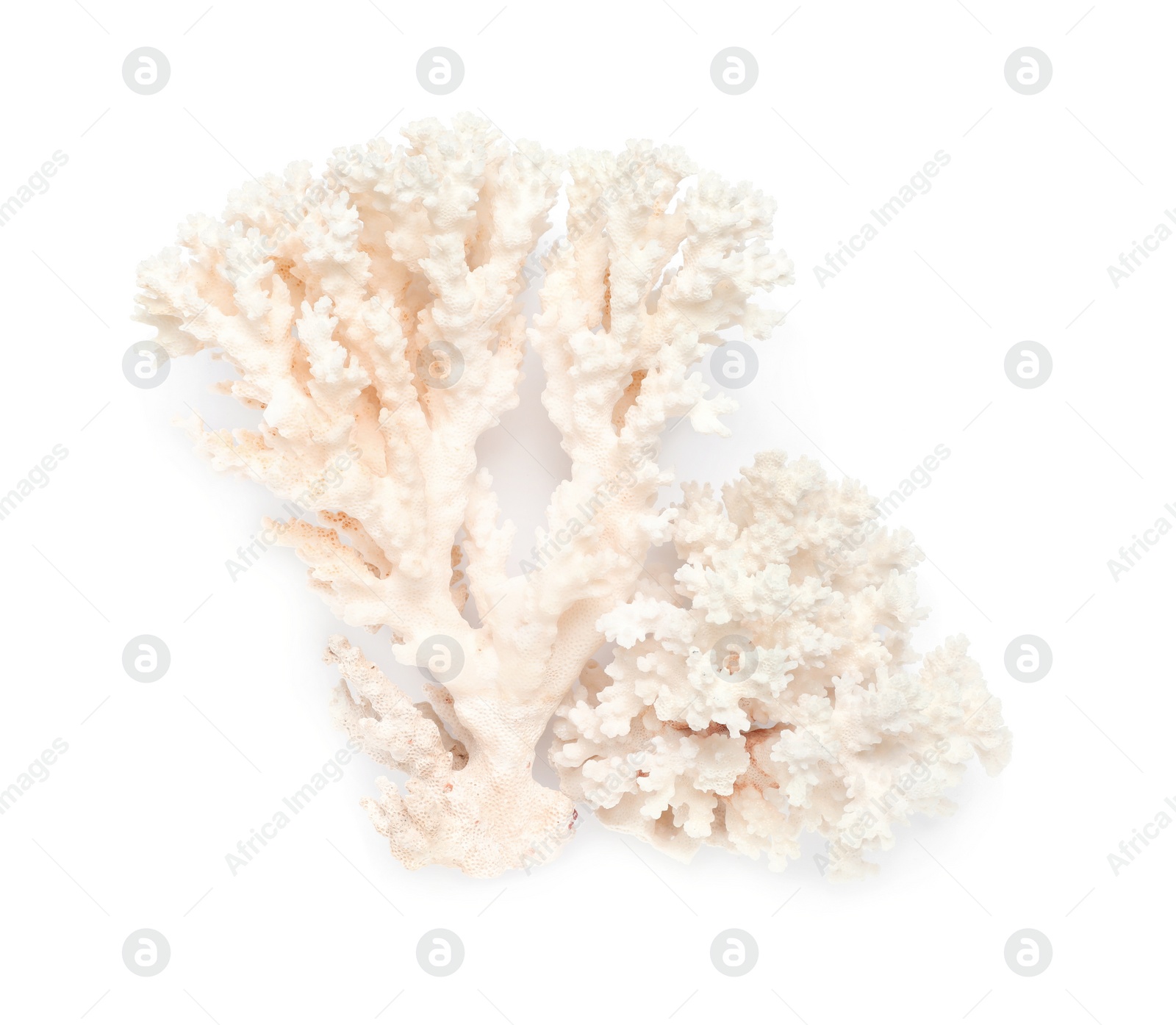 Photo of Beautiful exotic sea coral isolated on white, top view