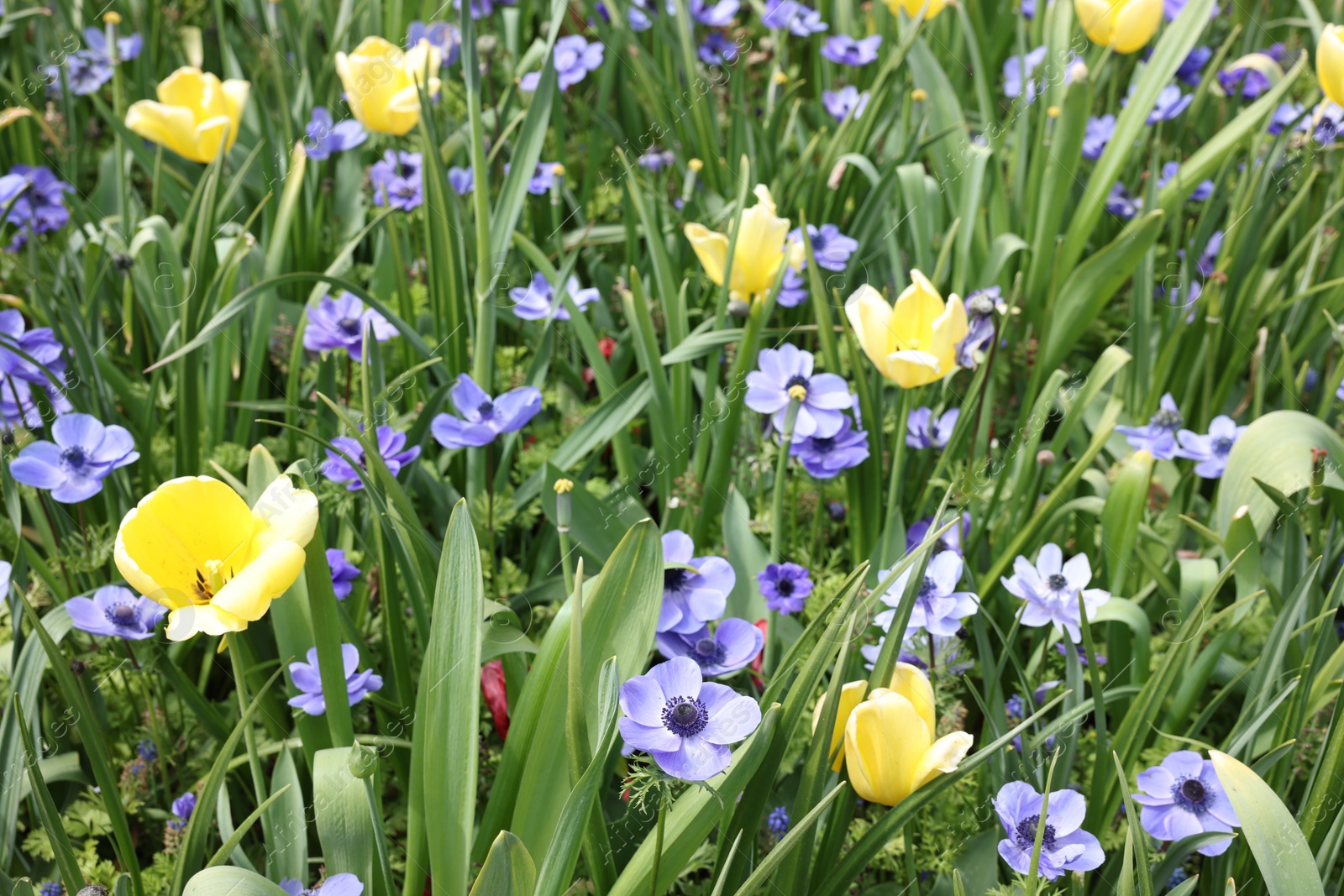 Photo of Many beautiful flowers growing outdoors. Spring season