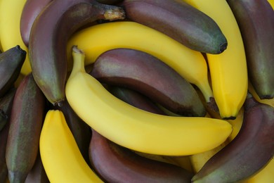 Photo of Different types of bananas as background, top view