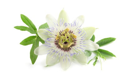 Photo of Beautiful blossom of Passiflora plant (passion fruit) with green leaves on white background
