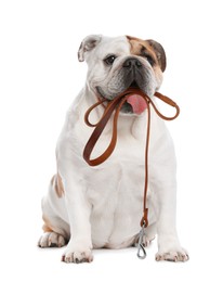 Image of Adorable English bulldog holding leash in mouth on white background