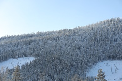 Picturesque view of snowy forest outdoors. Winter landscapes