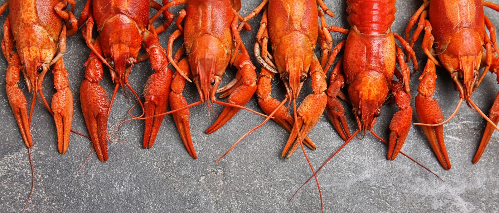 Image of Delicious boiled crayfishes on grey table, flat lay. Banner design