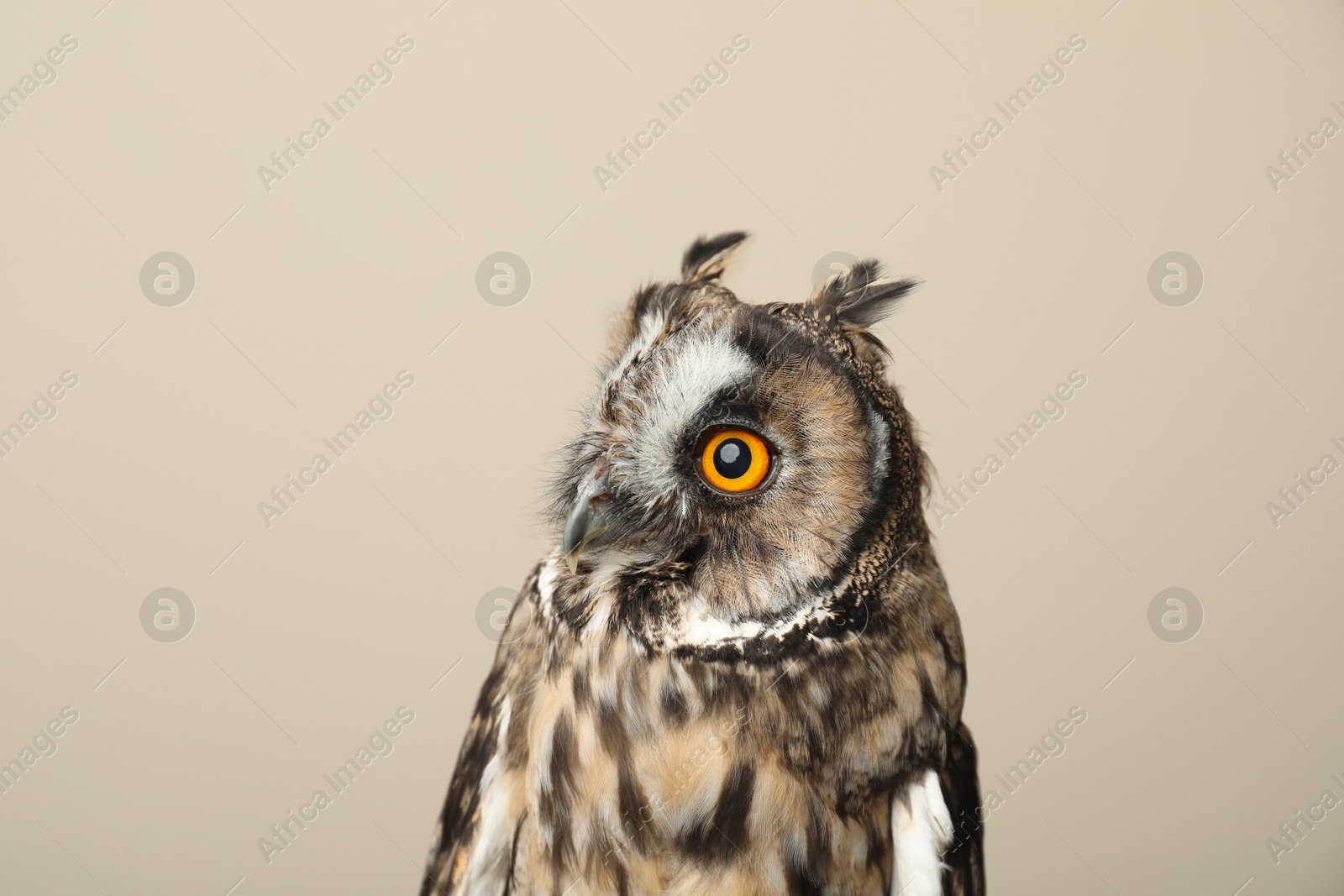 Photo of Beautiful eagle owl on beige background. Predatory bird