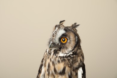 Beautiful eagle owl on beige background. Predatory bird