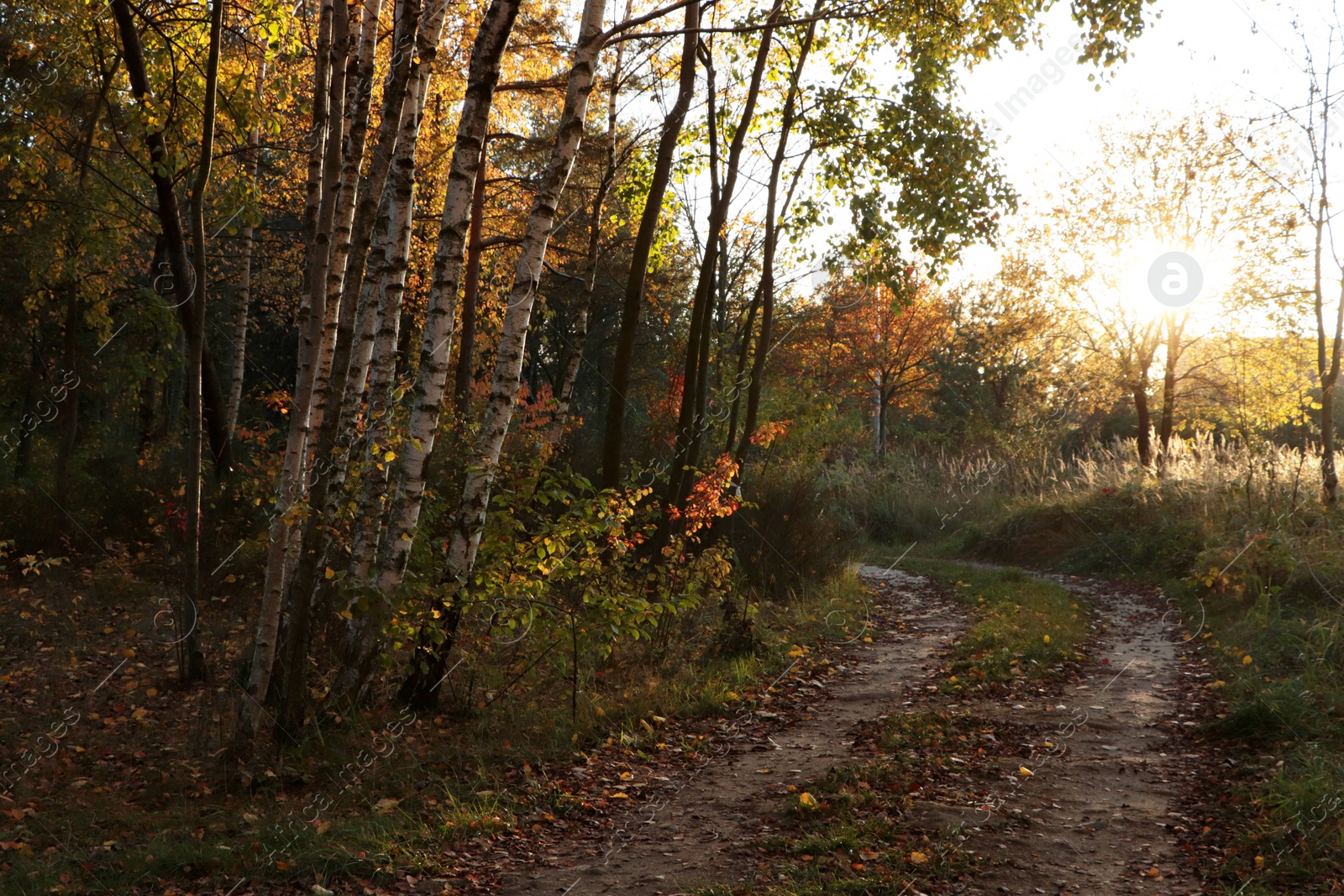 Photo of Pathway with fallen leaves and beautiful trees on autumn day