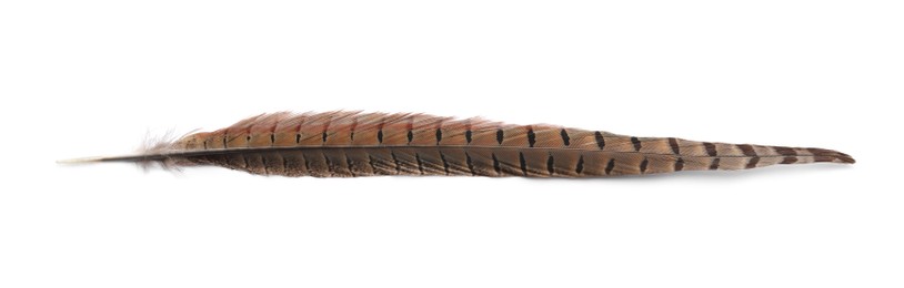Beautiful brown bird feather isolated on white, top view