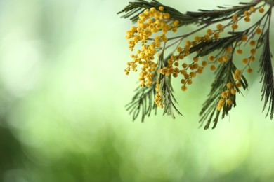 Photo of Beautiful bright mimosa flowers on blurred background, closeup. Space for text
