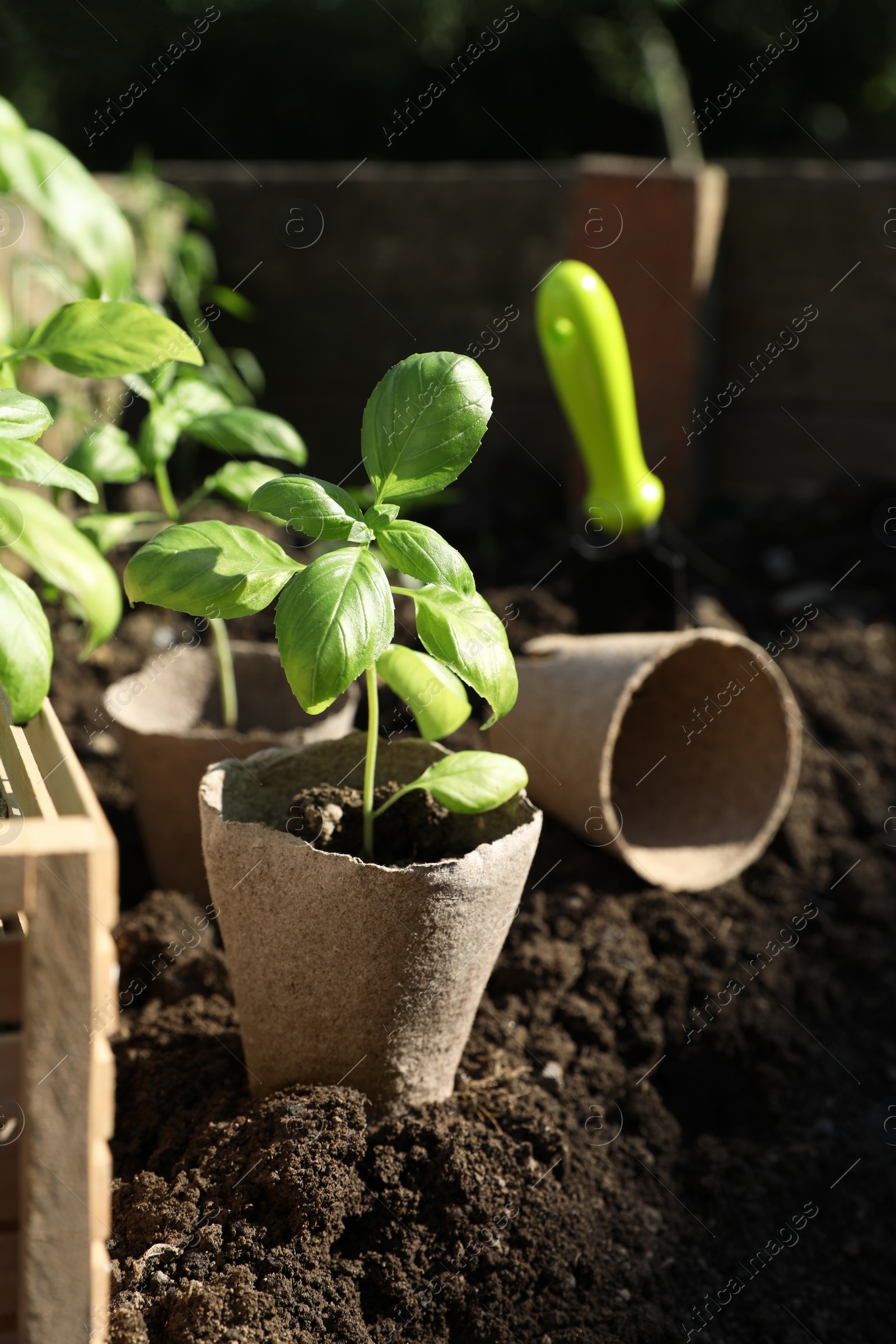 Photo of Beautiful seedlings in peat pots on soil outdoors