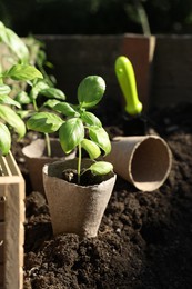 Beautiful seedlings in peat pots on soil outdoors