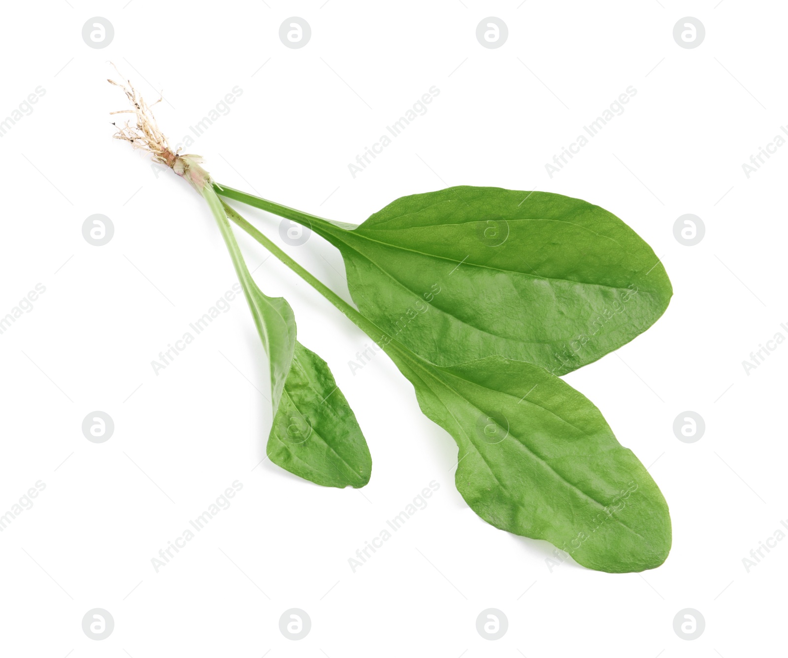 Photo of Green broadleaf plantain leaves on white background