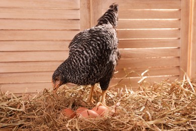 Photo of Beautiful chicken with eggs on hay in henhouse