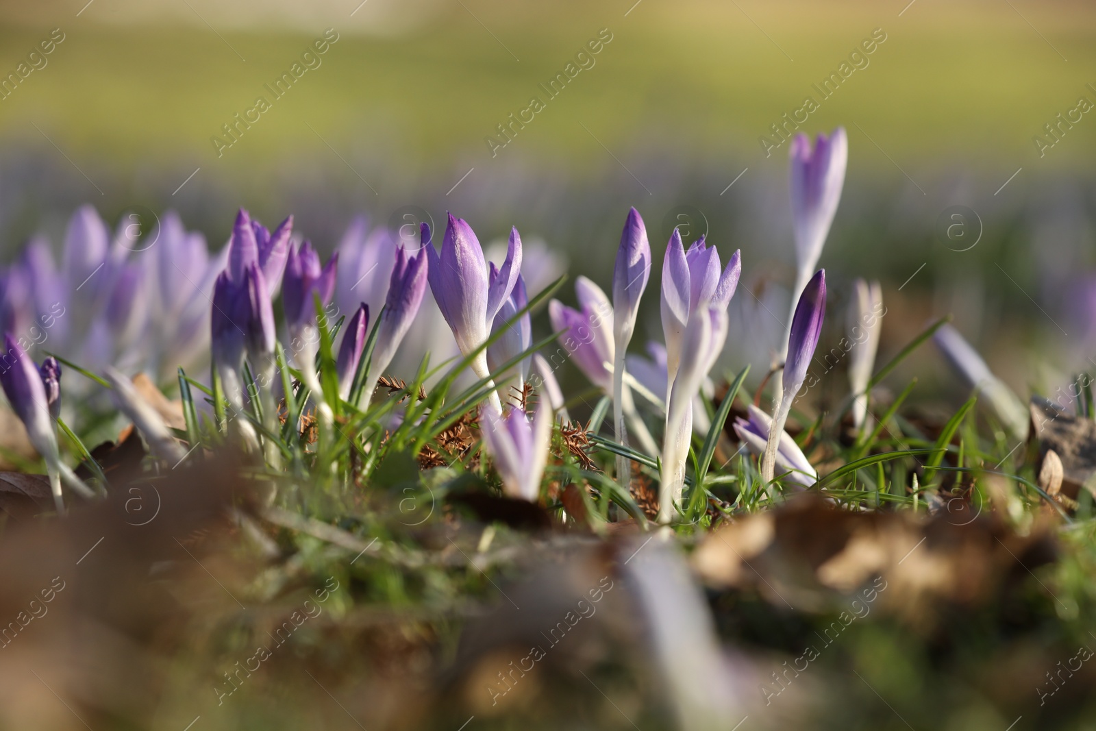 Photo of Beautiful crocus flowers growing outdoors, closeup view