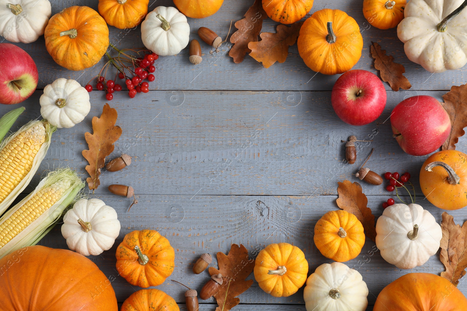 Photo of Thanksgiving day. Flat lay composition with pumpkins on grey wooden table, space for text