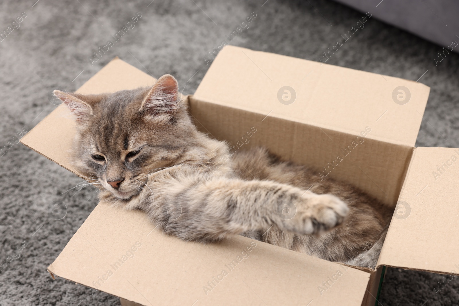 Photo of Cute fluffy cat in cardboard box on carpet