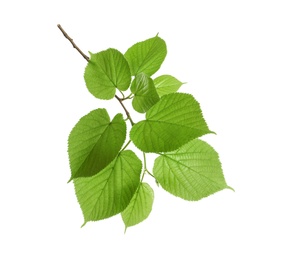 Photo of Branch with green leaves on white background