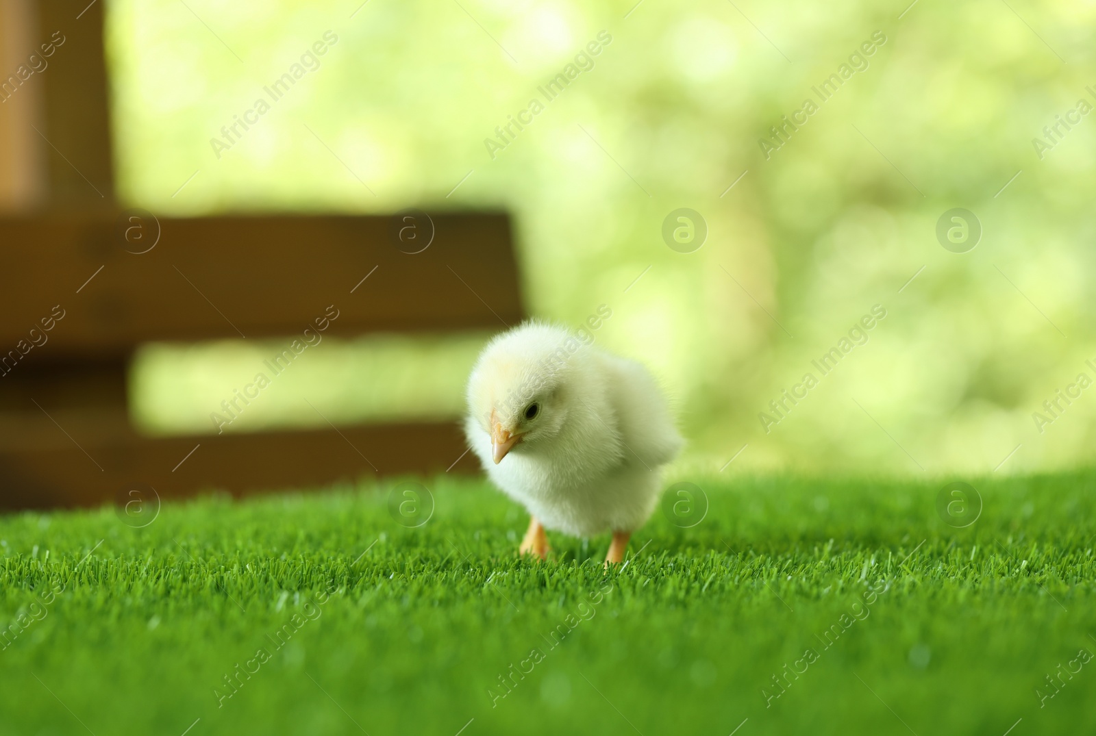 Photo of Cute chick on green artificial grass outdoors, closeup with space for text. Baby animal