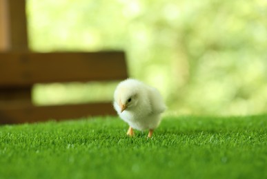 Photo of Cute chick on green artificial grass outdoors, closeup with space for text. Baby animal