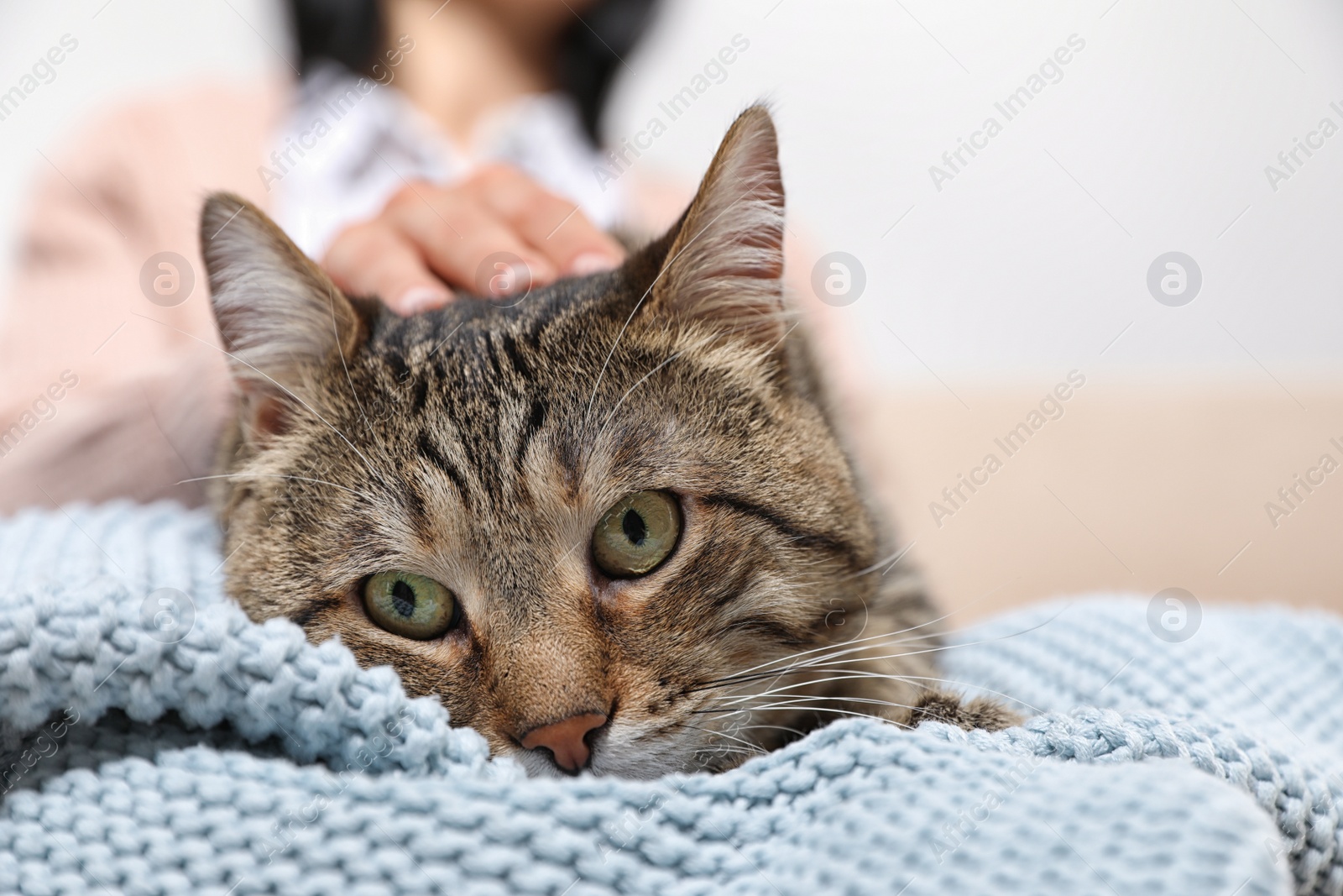 Photo of Owner holding cute tabby cat, closeup. Friendly pet