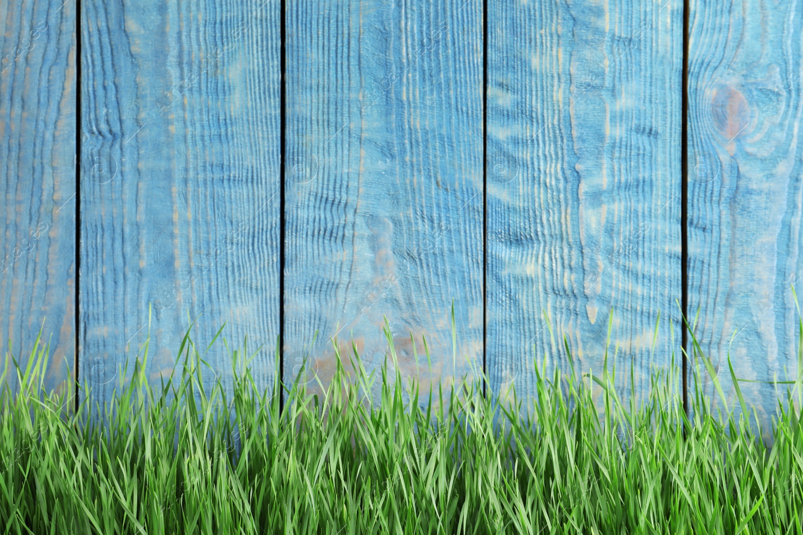 Photo of Fresh green grass near blue wooden fence. Space for text